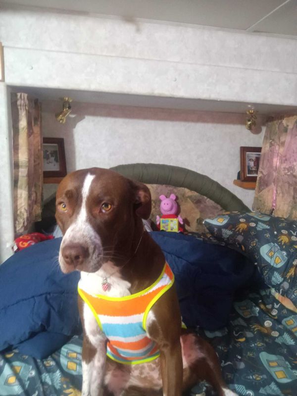 Lost Dog in Colorado Springs, Colorado — listing photo