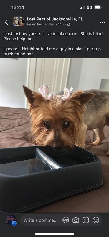Lost Dog in K — listing photo