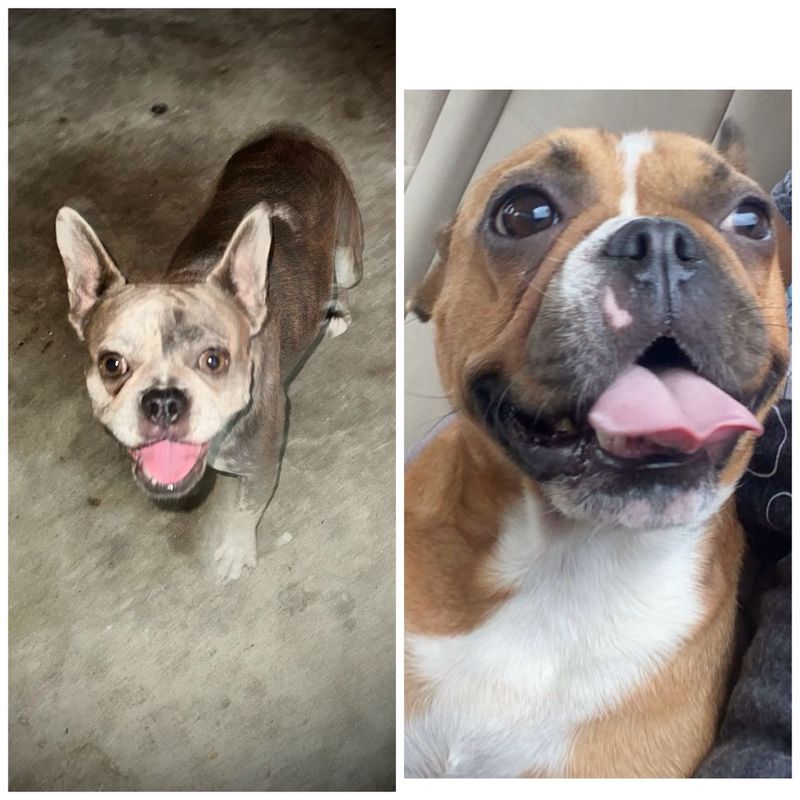 Lost Dog in Ontario, California — listing photo