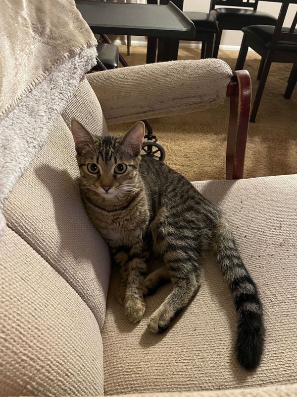 Lost Pet in Federal Way, Washington — listing photo