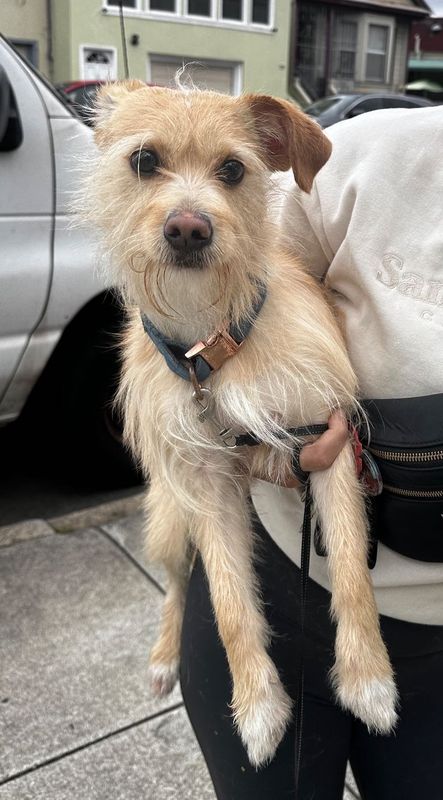Found Dog in San Francisco, California — listing photo