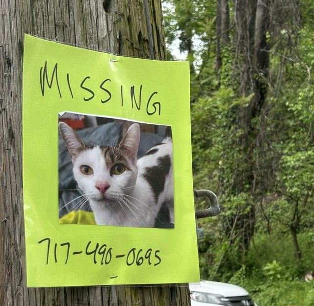 Lost Cat in Philadelphia, Pennsylvania — listing photo