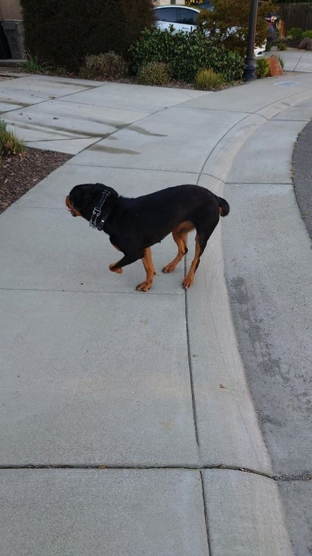 Lost Dog in Sacramento, California — listing photo