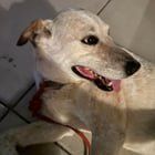 Lost Dog in Reno, Nevada — listing photo