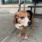 Lost Dog in Columbus, Ohio — listing photo