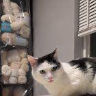 Lost Cat in Columbus, Ohio — listing photo