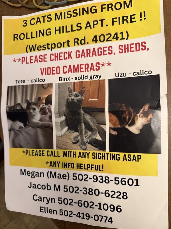 Lost Cat in Louisville, Kentucky — listing photo