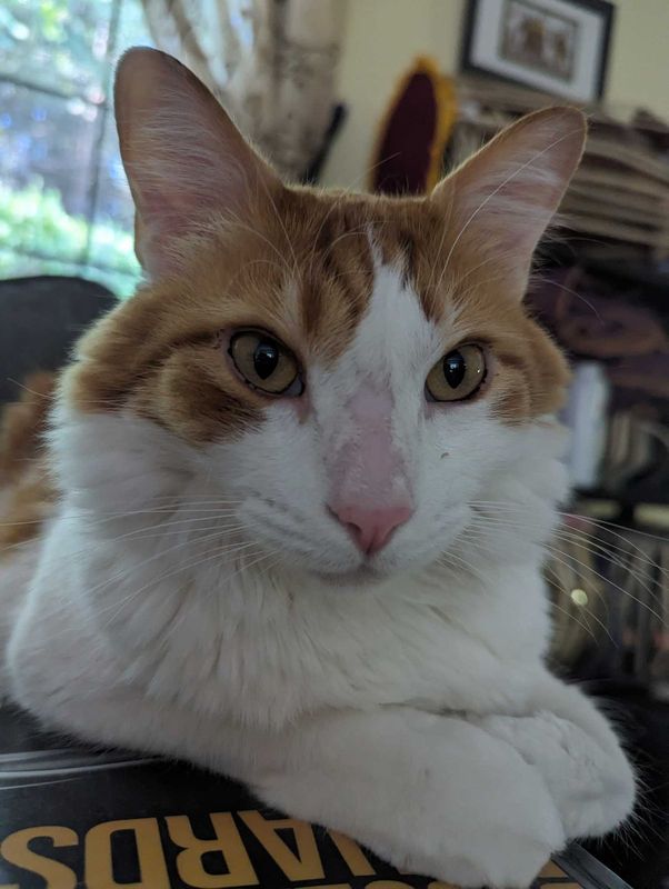 Lost Cat in Sammamish, Washington — listing photo