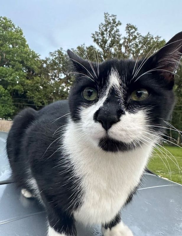 Lost Cat in Yankeetown — listing photo