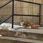 Lost Cat in Milwaukee, Wisconsin — listing photo