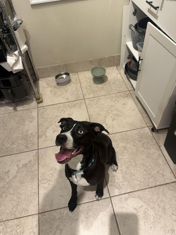Lost Dog in Columbus, Ohio — listing photo