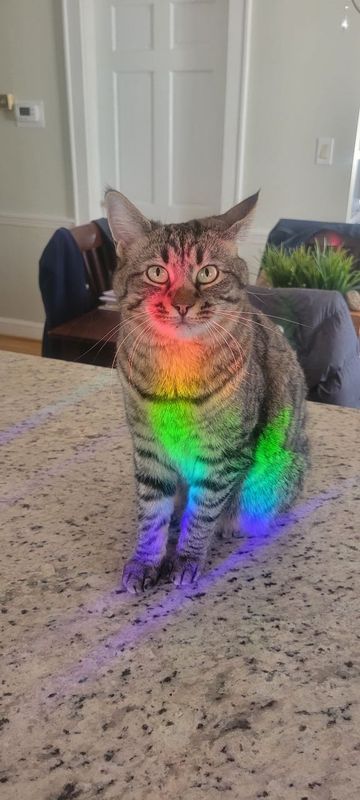 Lost Cat in Mount Airy — listing photo
