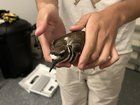 Found Dog in Houston, Texas — Injured bird, what do?