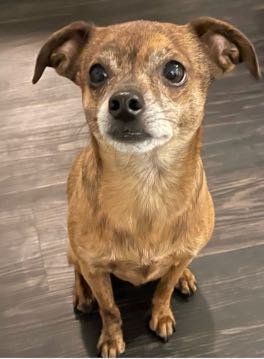 Lost Dog in San Francisco, California — listing photo