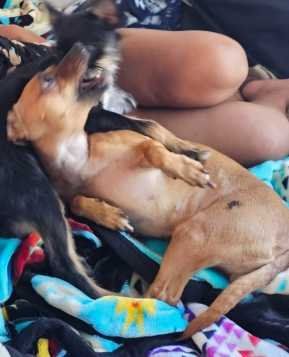 Lost Dog in Everett, Massachusetts — listing photo