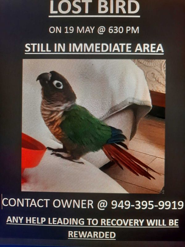 Lost Pet in San Juan Capistrano — listing photo