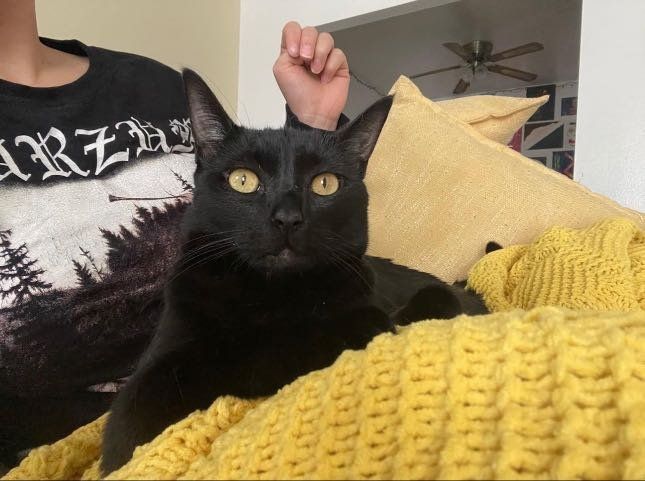 Lost Cat in Fountain — listing photo