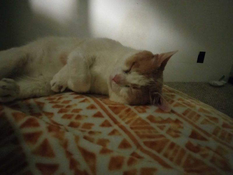 Lost Cat in Astoria — listing photo