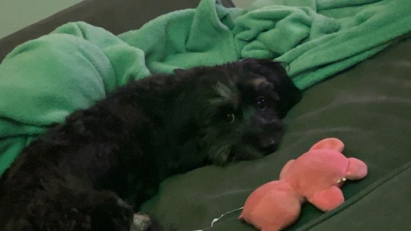 Lost Dog in Kennewick, Washington — listing photo