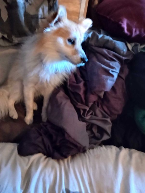 Lost Dog in Winslow — listing photo
