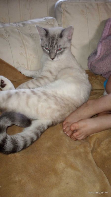 Lost Cat in Seaside — listing photo