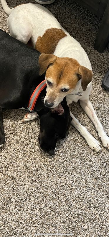 Lost Dog in Aubrey — listing photo