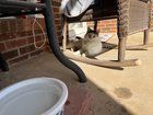 Lost Cat in Oklahoma City, Oklahoma — is anyone missing this cat? (sw okc)