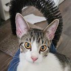Lost Cat in K — listing photo