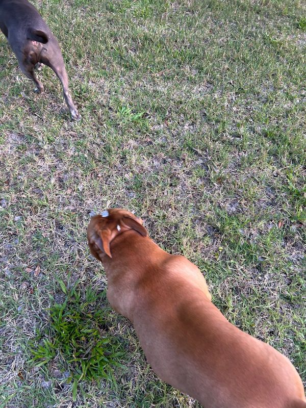 Found Dog in Spring Hill — listing photo