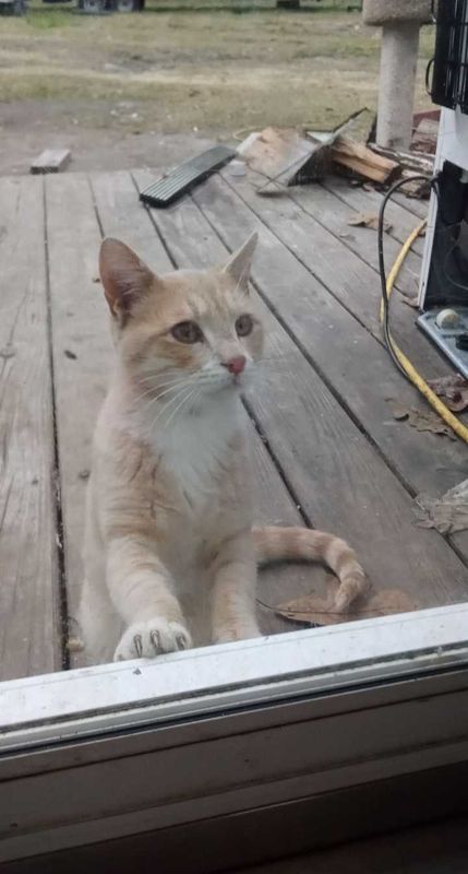 Lost Cat in Columbia, South Carolina — listing photo