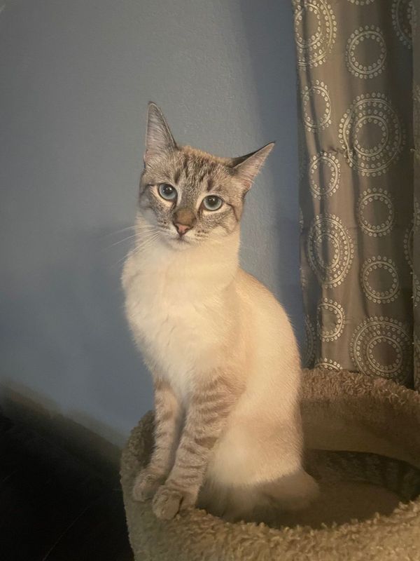 Lost Cat in Arbuckle — listing photo