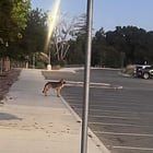 Lost Dog in San Jose, California — listing photo