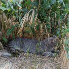 Lost Cat in Riverside, California — listing photo