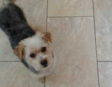 Lost Dog in San Diego, California — listing photo