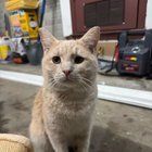 Found Dog in Plano, Texas — Foster Home Needed for Biscuit