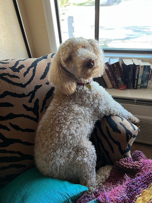 Lost Dog in Port Orange, Florida — listing photo