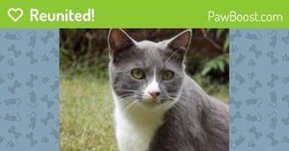 Lost Cat in Charlotte, North Carolina — Help find Grace! Lost Female Cat in Charlotte, NC 28226 (x-post from )