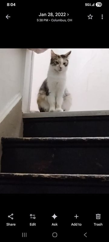 Lost Cat in Columbus, Ohio — listing photo