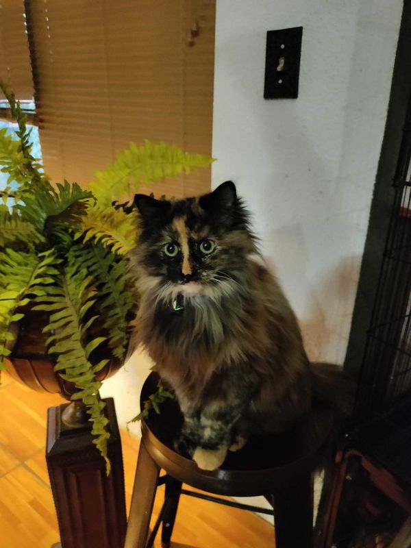 Lost Cat in El Paso, Texas — listing photo