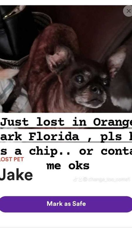 Lost Dog in Jacksonville, North Carolina — listing photo