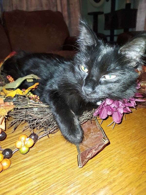 Lost Cat in Arlington, Texas — listing photo