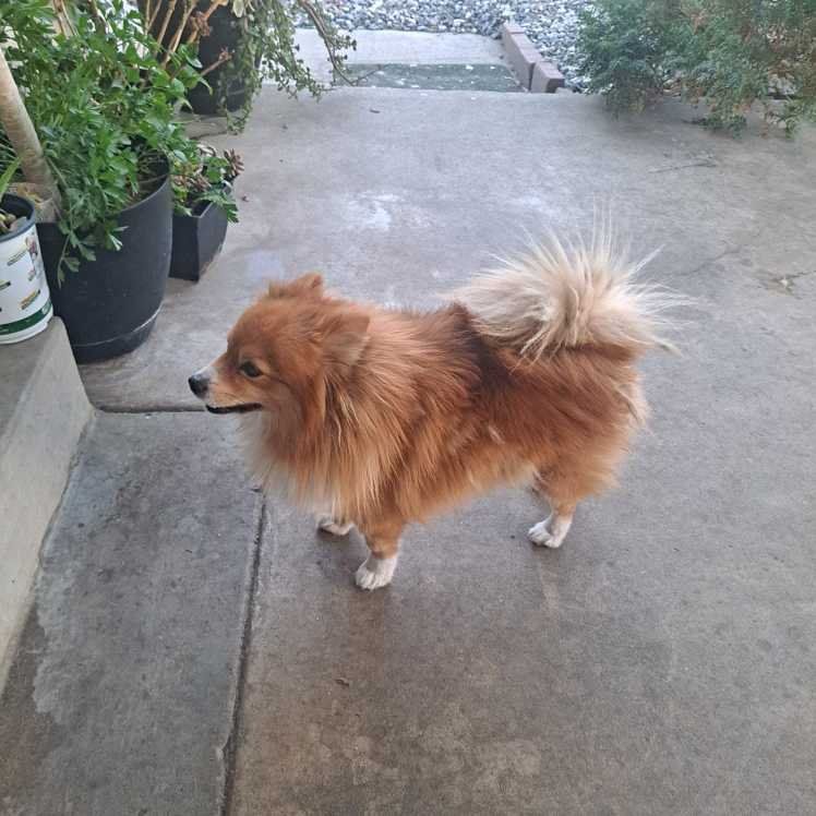 Lost Dog in Stanton, California — listing photo