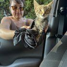 Found Dog in Indianapolis, Indiana — Home needed - abandoned cat near butler