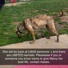 Found Dog in Louisville, Kentucky — listing photo