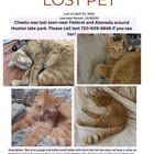 Lost Cat in Denver, Colorado — MY CAT CHEETO IS STILL MISSING!