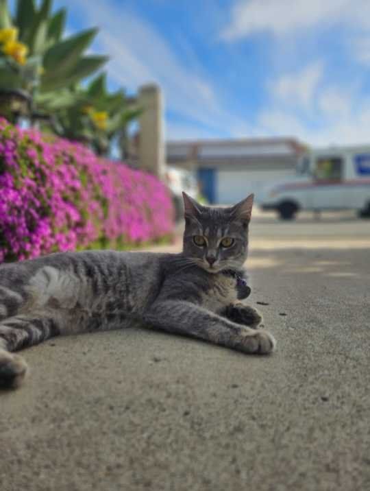 Lost Cat in San Diego, California — listing photo