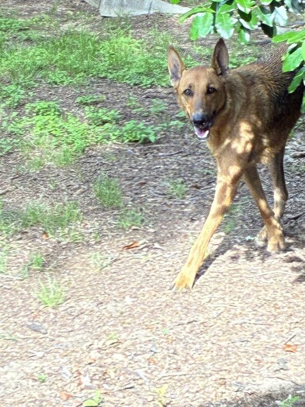 Found Dog in Fort Worth, Texas — listing photo