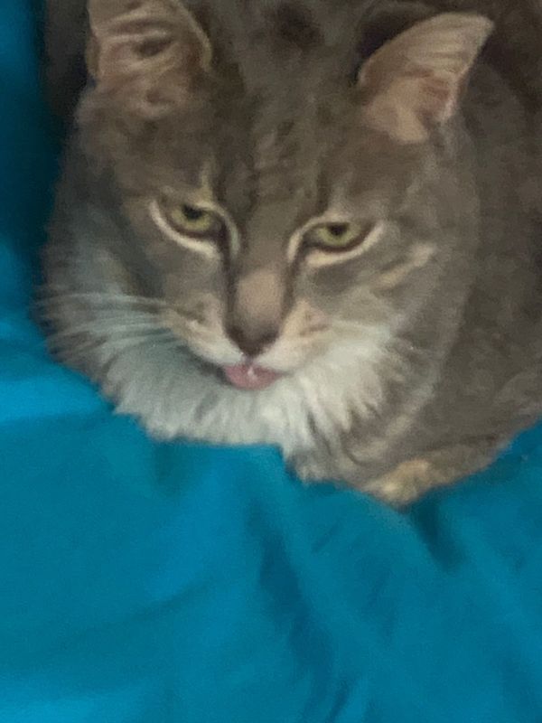 Lost Cat in West Sacramento, California — listing photo