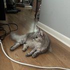Found Cat in Nashville, Tennessee — Is this anyone’s cat?