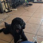 Lost Dog in Plano, Texas — listing photo